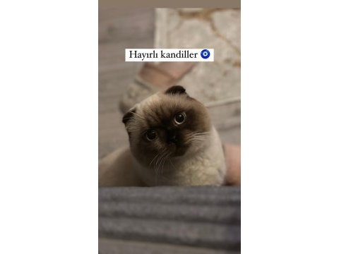 Sakin ve akıllı 1 yaşını tamamlamış blue point scottish fold
