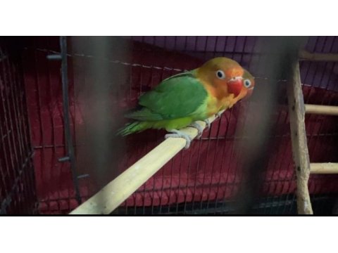 Çift cennet ve sevda papağanı