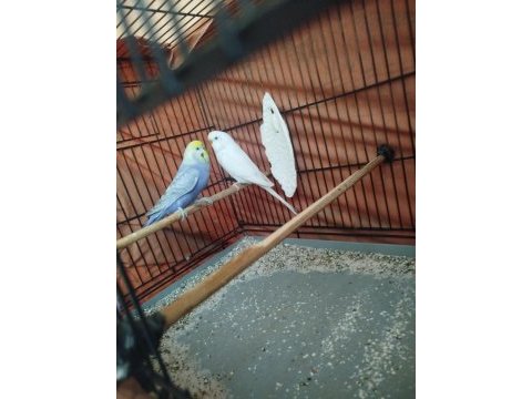 Güzel muhabbet kuşlar