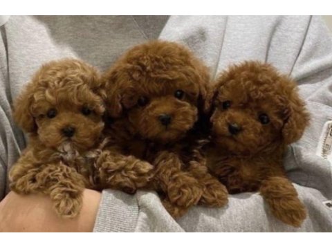 Toy poodle köpekler