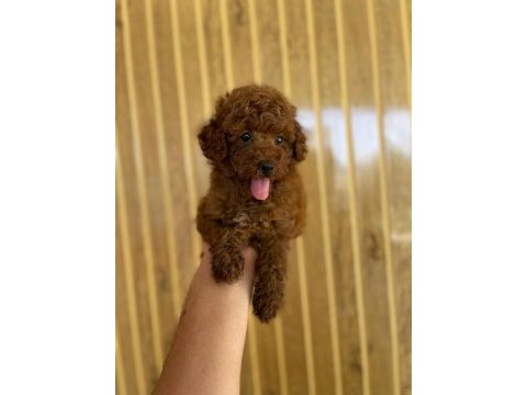 Toy poodle referans yavru