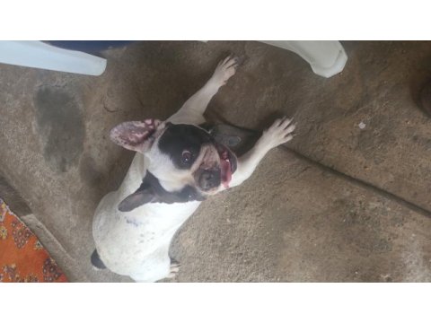 2 yaşında dişi french bulldog