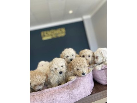 Bebek yüz  toy poodle yavrular ankara mağazamızda görn