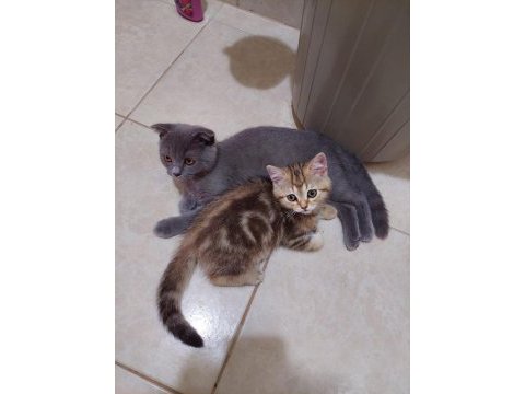 Golden tabby british shorthair erkek 1 yaşında