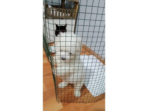 Maltese terrier 1,5 aylık