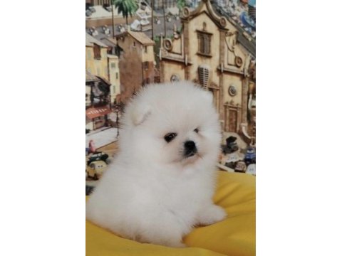 Pomeranian boo yavrularımız
