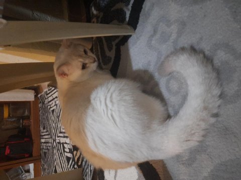 Kedi scottish straight