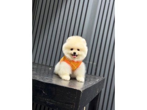 Sağlık ve ırk garantili pomeranian