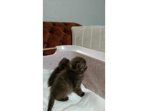 British shorthair ponçikler ilanda iyi aile arıyorum