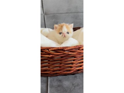 Şampiyon snoopy babanın snoopy exotic shorthair kızı