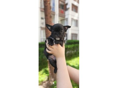 French bulldog