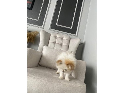 Uyguna tahin nedeniyle orjinal pomeranian