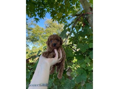 Poodle yavrularımız teslime hazır kalitenin tek adresi