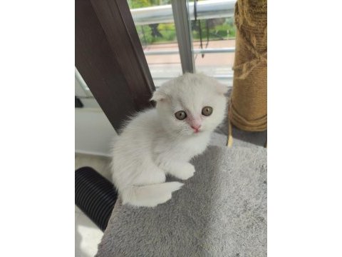 Yavru cins kedi uygun puanlı