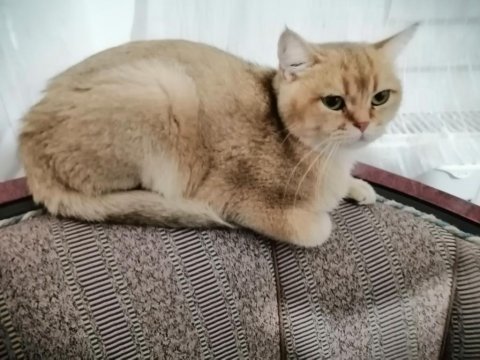 Güzel gözlü british shorthair kızımızı ücretsiz