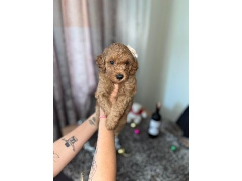 Toy poodle 15 aylık yavrular