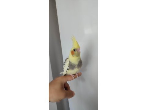 Yavru sultan papağanlar