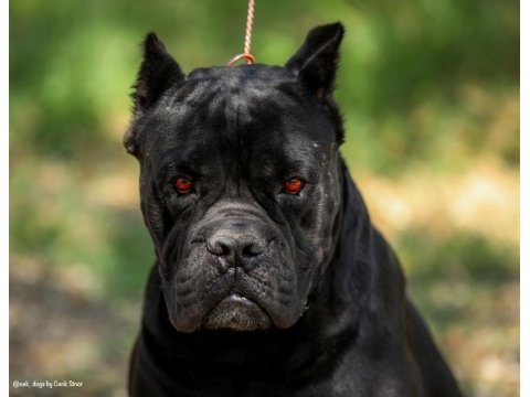 Irk garantili a şecere belgeli cane corso