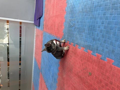 Safkan a kalite muhteşem genetik french bulldog yavruları