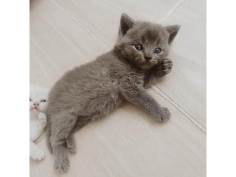 Yavrular yeni yuvalarına hazır