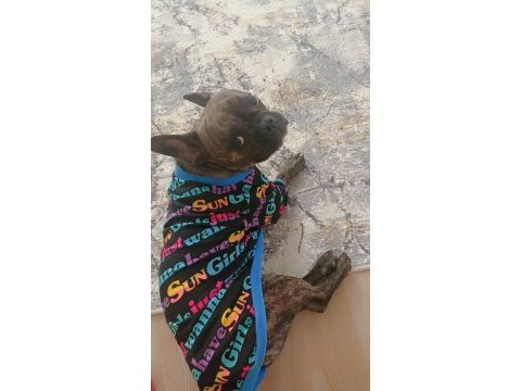 2 yaşında dişi french bulldog
