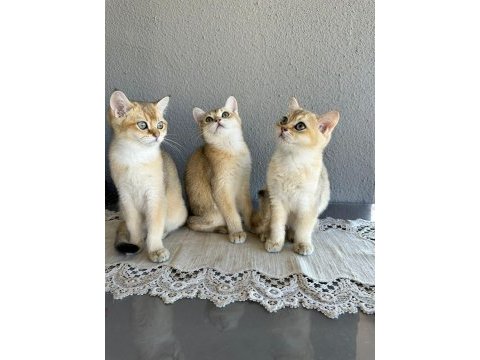 Secereli british shorthair ny11
