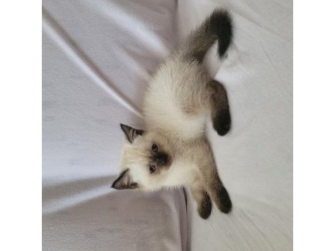 Güzel british shorthair yavrular