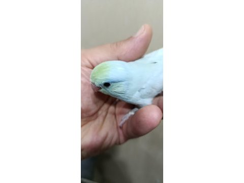 Gökkuşağı turkuaz erkek cep papağanı