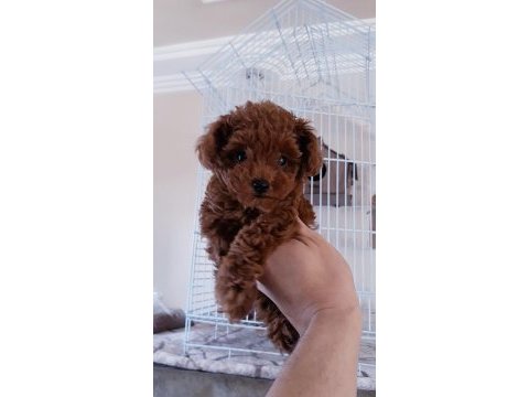 Kore poodle yavrum a plus