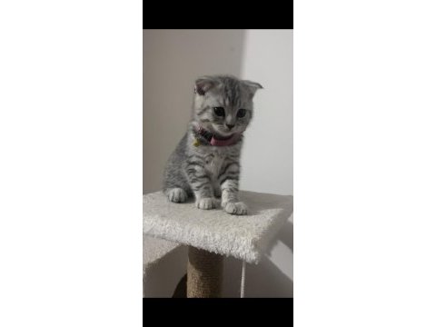 Minik scottish fold yavru yuvasını arıyor