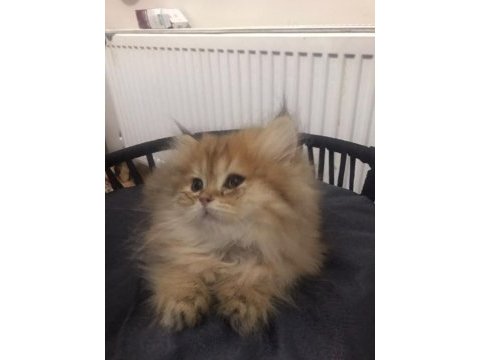 British longhair golden