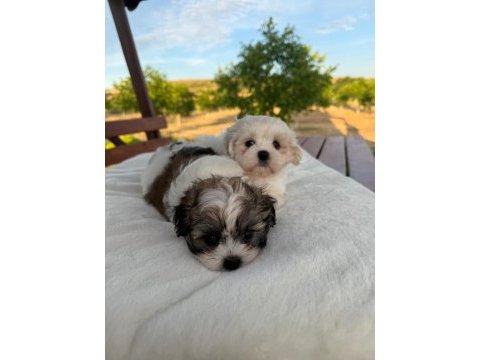 Açık renk ve trecolor shih tzu bebekler sun kennels