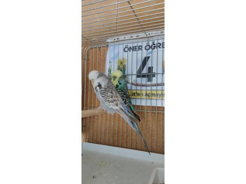 Yavru show jumbo muhabbet kuşlar