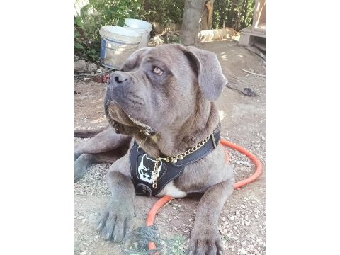 Cane corso 1.5 yaşında erkek