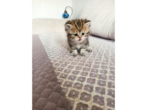 Golden british shorthair bebekler a kalite