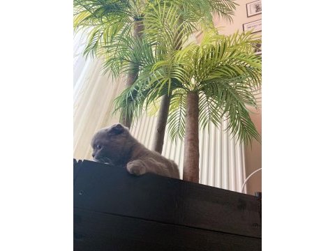 Scottish fold kedim 1 buçuk yaşındadır bir kez doğum yaptı