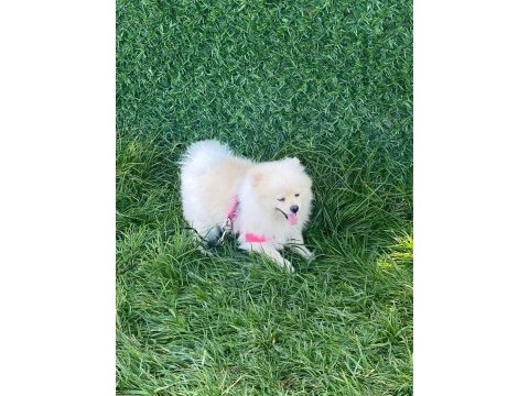 8 aylık pomeranian ayı yavrusu