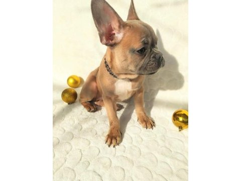 Güzeller güzeli french bulldog bebeklerimiz