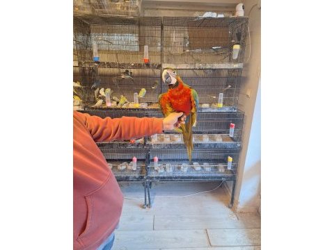 Hybrit macaw papağanımız gelmiştir