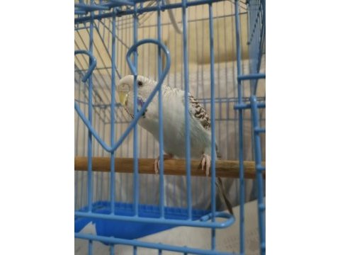 Konuşan erkek muhabbet kuşu