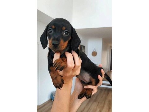 Dişi erkek dachshund yavrularım sevgi dolu yuva arıyorum