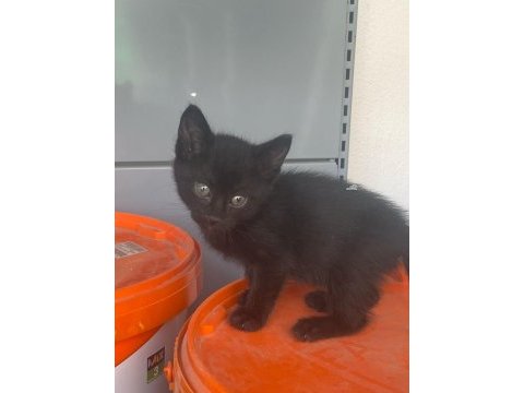 Güzel bebek kediler sevgi dolu yuva olur musunuz
