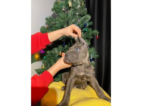 Safkan şampiyon anneden blue ve siyah cane corso yavrular