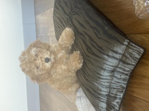 Mersin toy poodle 2.5 aylık dişi