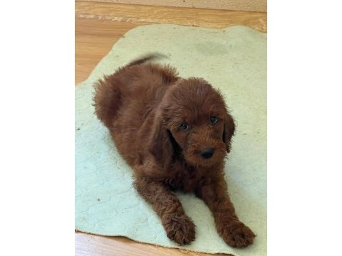 Mutlu yavru köpekler