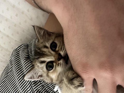 4 aylık black golden kalite british shorthair