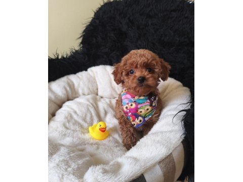 Yakışıklı poodle prens