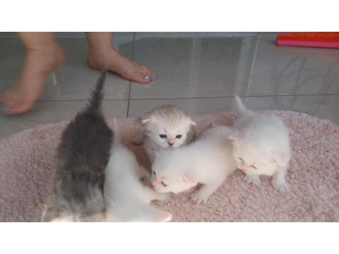 Tertemiz safkan yavrular