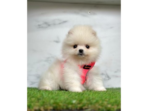 Sevimli pomeranian boo yavrularımız