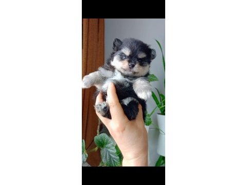 Pomeranian boo yavrumuz